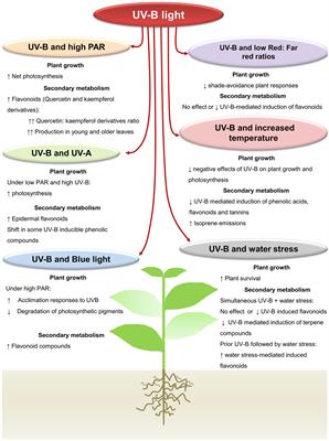 Frontiers | Interactive Effects Of UV-B Light With Abiotic Factors On ...